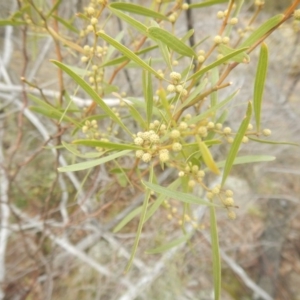 Acacia verniciflua at Coree, ACT - 17 Aug 2018 02:34 PM