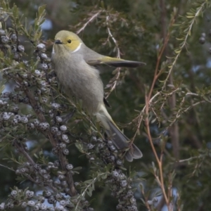 Ptilotula penicillata at Belconnen, ACT - 19 Aug 2018