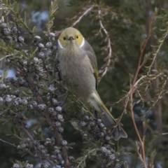 Ptilotula penicillata at Belconnen, ACT - 19 Aug 2018