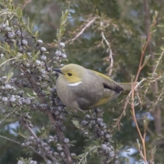 Ptilotula penicillata at Belconnen, ACT - 19 Aug 2018