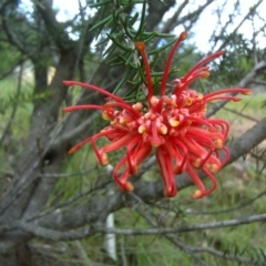 Grevillea juniperina (Grevillea) at Isaacs, ACT - 19 Oct 2010 by Mike