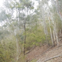 Acacia decurrens at Coree, ACT - 17 Aug 2018