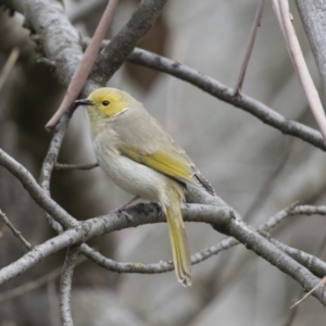 Ptilotula penicillata at Belconnen, ACT - 19 Aug 2018