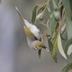 Ptilotula penicillata (White-plumed Honeyeater) at Belconnen, ACT - 19 Aug 2018 by Alison Milton