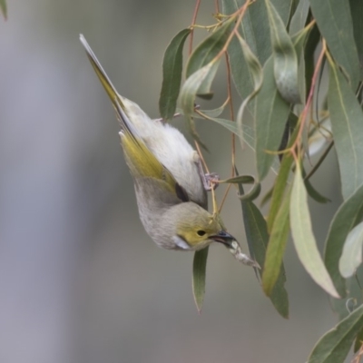 Ptilotula penicillata (White-plumed Honeyeater) at Belconnen, ACT - 19 Aug 2018 by Alison Milton