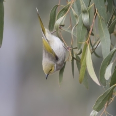 Ptilotula penicillata at Belconnen, ACT - 19 Aug 2018