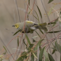 Ptilotula penicillata at Belconnen, ACT - 19 Aug 2018