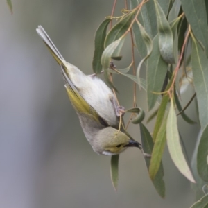 Ptilotula penicillata at Belconnen, ACT - 19 Aug 2018