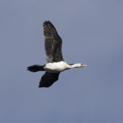 Microcarbo melanoleucos (Little Pied Cormorant) at Belconnen, ACT - 19 Aug 2018 by Alison Milton