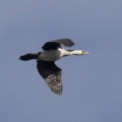 Microcarbo melanoleucos at Belconnen, ACT - 19 Aug 2018