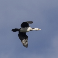 Microcarbo melanoleucos at Belconnen, ACT - 19 Aug 2018