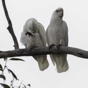 Cacatua sanguinea at Belconnen, ACT - 19 Aug 2018 02:11 PM