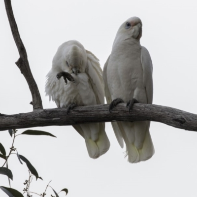 Cacatua sanguinea (Little Corella) at Belconnen, ACT - 19 Aug 2018 by Alison Milton