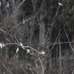 Cacatua sanguinea at Belconnen, ACT - 19 Aug 2018 02:11 PM