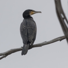 Phalacrocorax carbo (Great Cormorant) at Belconnen, ACT - 19 Aug 2018 by AlisonMilton