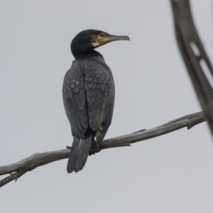 Phalacrocorax carbo at Belconnen, ACT - 19 Aug 2018 02:12 PM