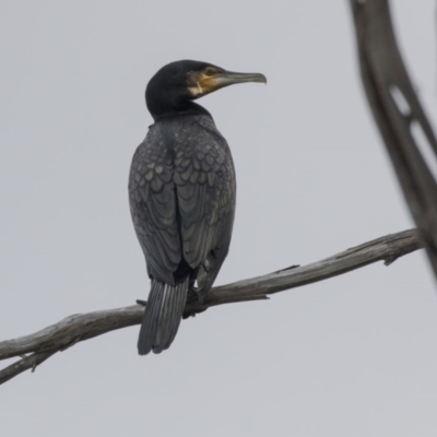 Phalacrocorax carbo (Great Cormorant) at Belconnen, ACT - 19 Aug 2018 by Alison Milton