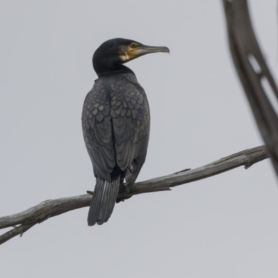 Phalacrocorax carbo (Great Cormorant) at Belconnen, ACT - 19 Aug 2018 by AlisonMilton