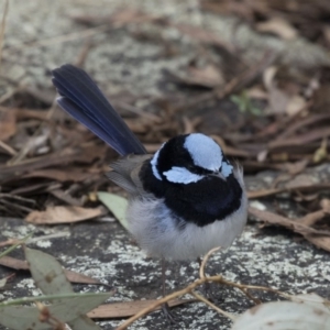 Malurus cyaneus at Belconnen, ACT - 19 Aug 2018