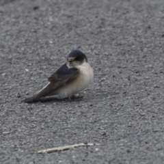 Petrochelidon nigricans (Tree Martin) at Belconnen, ACT - 19 Aug 2018 by Alison Milton