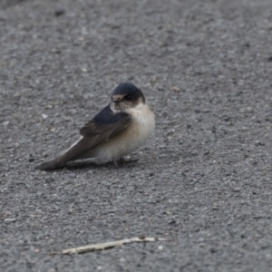 Petrochelidon nigricans at Belconnen, ACT - 19 Aug 2018