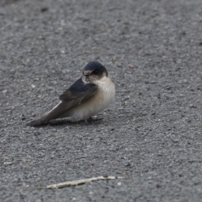 Petrochelidon nigricans (Tree Martin) at Belconnen, ACT - 19 Aug 2018 by Alison Milton