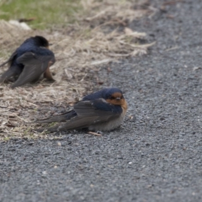 Hirundo neoxena (Welcome Swallow) at Belconnen, ACT - 19 Aug 2018 by Alison Milton