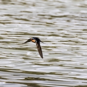 Hirundo neoxena at Belconnen, ACT - 19 Aug 2018