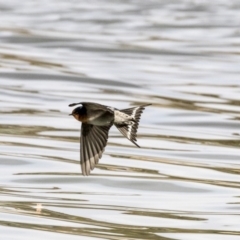 Hirundo neoxena at Belconnen, ACT - 19 Aug 2018