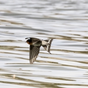 Hirundo neoxena at Belconnen, ACT - 19 Aug 2018 02:21 PM