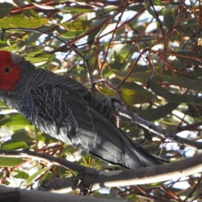 Callocephalon fimbriatum (Gang-gang Cockatoo) at Kambah, ACT - 19 Aug 2018 by HelenCross