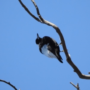 Gymnorhina tibicen at Kambah, ACT - 20 Aug 2018