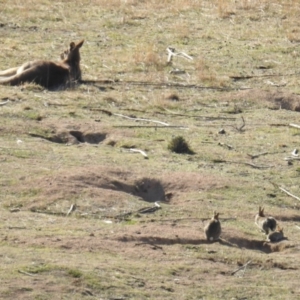 Oryctolagus cuniculus at Kambah, ACT - 20 Aug 2018