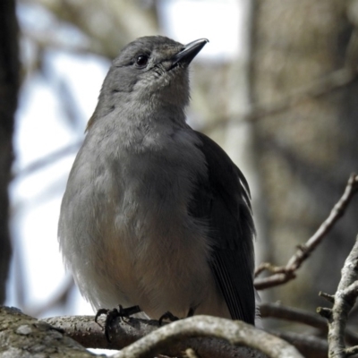 Colluricincla harmonica (Grey Shrikethrush) at National Zoo and Aquarium - 20 Aug 2018 by RodDeb