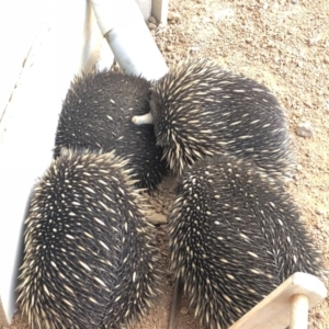 Tachyglossus aculeatus at Sutton, NSW - 18 Aug 2018