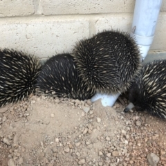 Tachyglossus aculeatus at Sutton, NSW - 18 Aug 2018