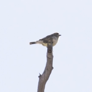 Aphelocephala leucopsis at Michelago, NSW - 16 Aug 2018