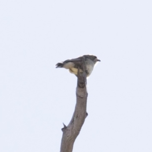 Aphelocephala leucopsis at Michelago, NSW - 16 Aug 2018