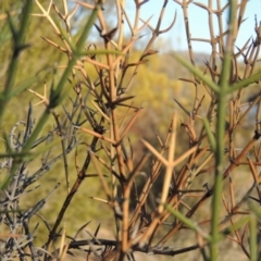 Discaria pubescens (Australian Anchor Plant) at Bonython, ACT - 14 Aug 2018 by MichaelBedingfield