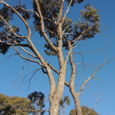 Eucalyptus bridgesiana (Apple Box) at Bonython, ACT - 14 Aug 2018 by MichaelBedingfield