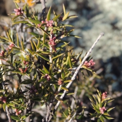Lissanthe strigosa subsp. subulata (Peach Heath) at Bonython, ACT - 14 Aug 2018 by MichaelBedingfield