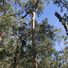 Native tree with hollow(s) (Native tree with hollow(s)) at Mogo State Forest - 20 Aug 2018 by nickhopkins