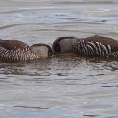 Malacorhynchus membranaceus (Pink-eared Duck) at Fyshwick, ACT - 17 Aug 2018 by Christine