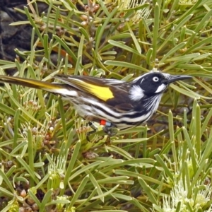 Phylidonyris novaehollandiae at Acton, ACT - 21 Aug 2018