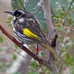 Phylidonyris novaehollandiae at Acton, ACT - 21 Aug 2018