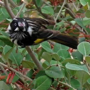 Phylidonyris novaehollandiae at Acton, ACT - 21 Aug 2018