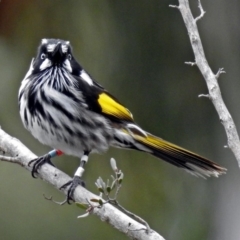 Phylidonyris novaehollandiae at Acton, ACT - 21 Aug 2018