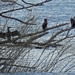 Phalacrocorax carbo (Great Cormorant) at Molonglo Valley, ACT - 21 Aug 2018 by RodDeb