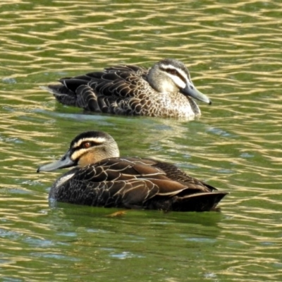 Anas superciliosa (Pacific Black Duck) at Molonglo Valley, ACT - 21 Aug 2018 by RodDeb