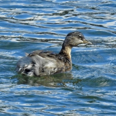 Poliocephalus poliocephalus (Hoary-headed Grebe) at Molonglo Valley, ACT - 21 Aug 2018 by RodDeb